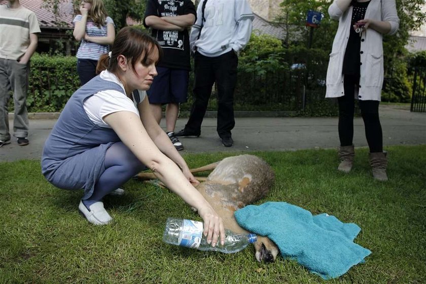 Ludzie uratowali sarnę. Przejmujące zdjęcia!