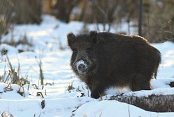 Kilka tysięcy dzików do odstrzału. Wojewodowie wydali wyrok, działacze alarmują