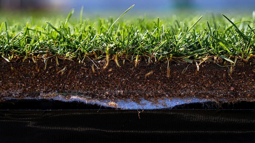 BBC | Foto: Nick Schrader/Michigan State University