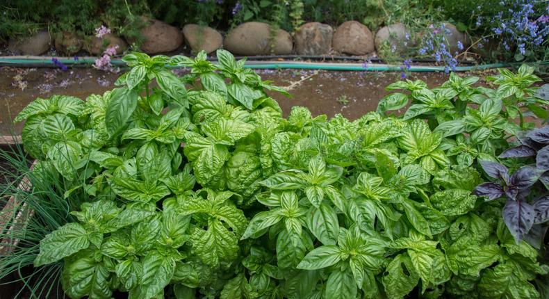 Basilic vert poussant dans des lits surélevés dans le jardin