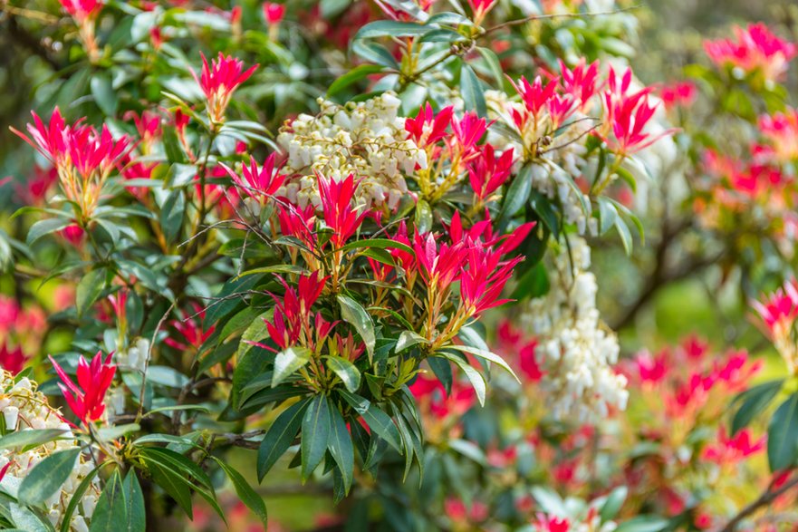 Pieris preferuje stanowiska półcieniste - khomlyak/stock.adobe.com