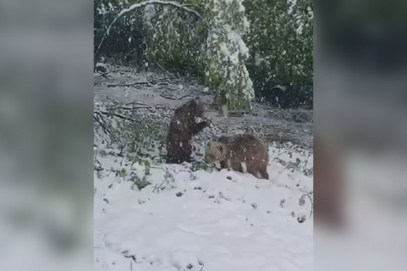 NAJSLAĐI SNIMAK KOJI ĆETE VIDETI DANAS Medvedice Maša i Ljubica sa Ozrena uživaju u aprilskom snegu (FOTO, VIDEO)