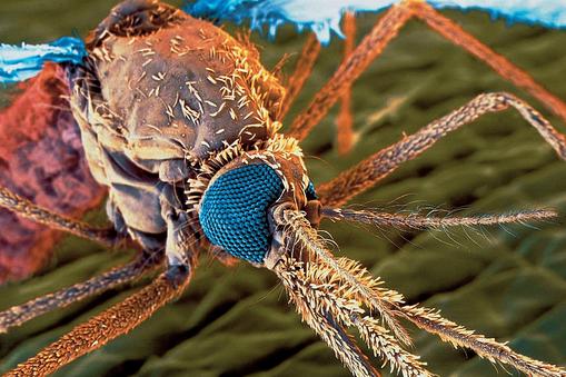 komar w powiększeniu mikroskop