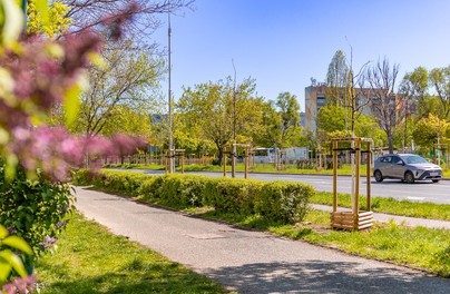 Aleja Armii Krajowej pięknie się zieleni! 