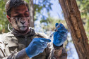 Chile: zoo zaszczepiło wielkie koty i orangutana przeciwko COVID-19