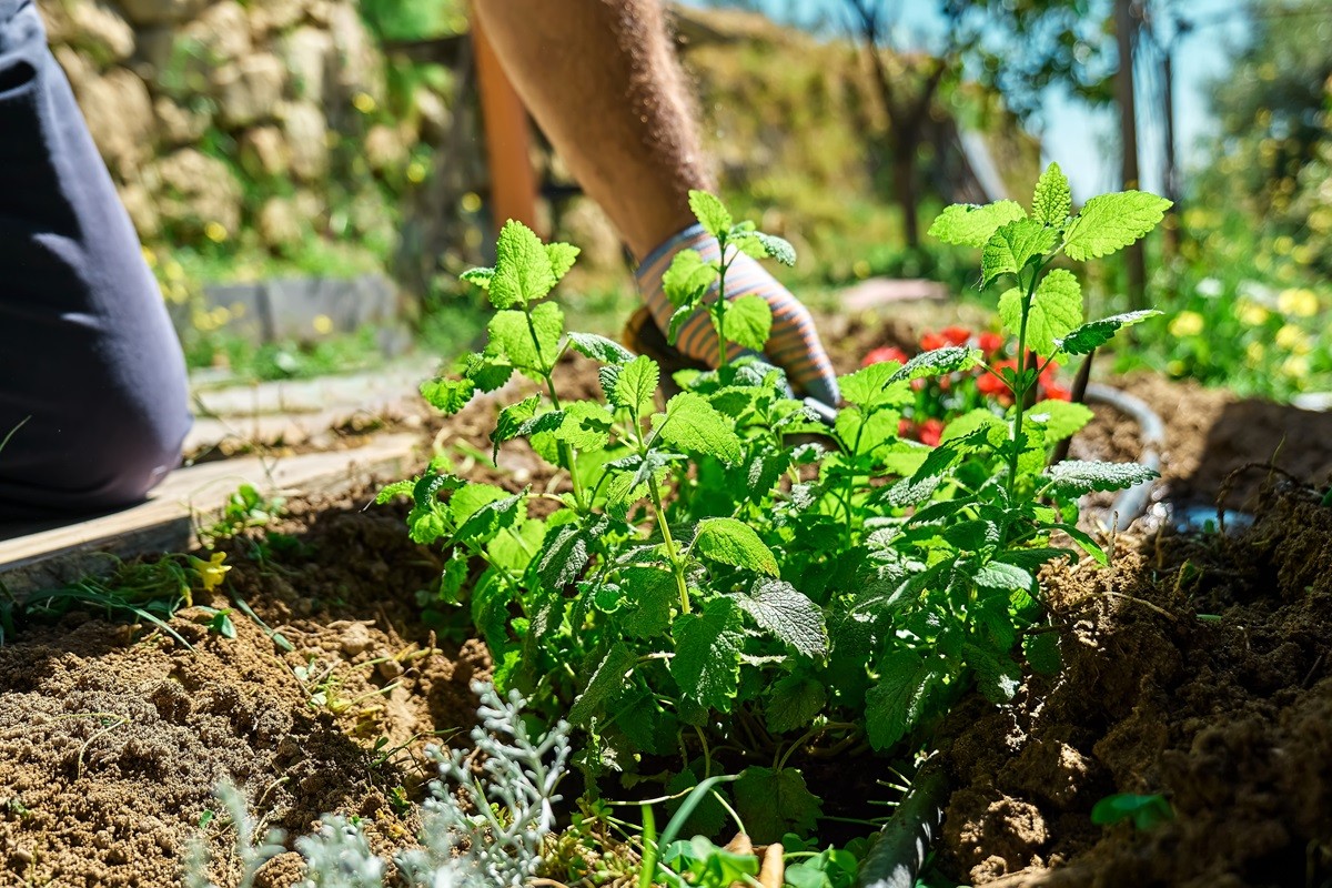 melisa w marcu w ogrodzie