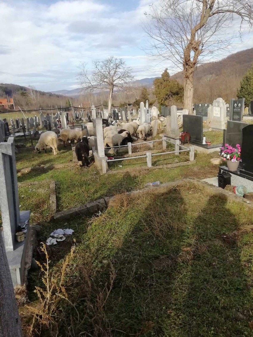 Ovce na groblju