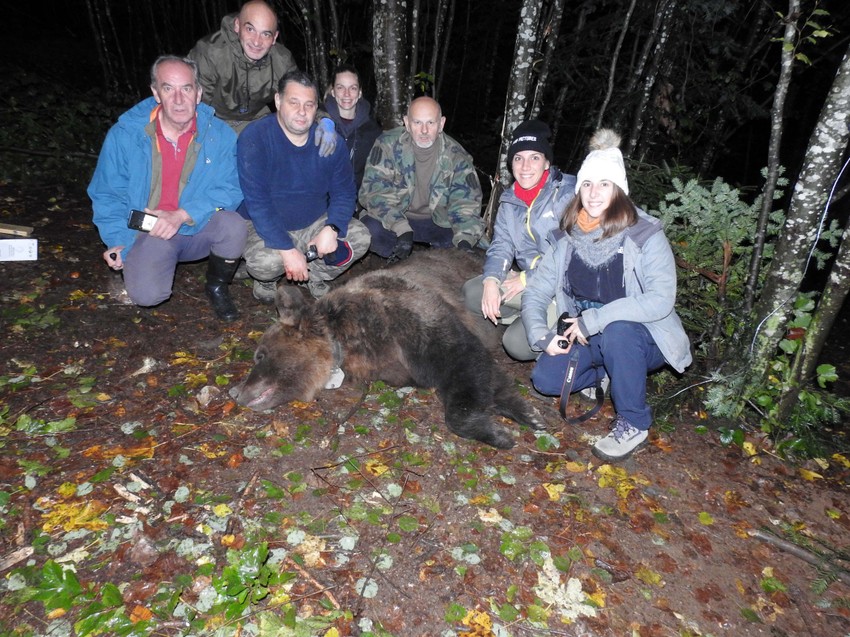 Medved Zoran: Drugi put upao u zamku i drugi put markiran