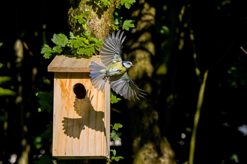 Typowa budka dla sikorek (można zaobserwować otwór poszerzony zapewne przez dzięcioła)