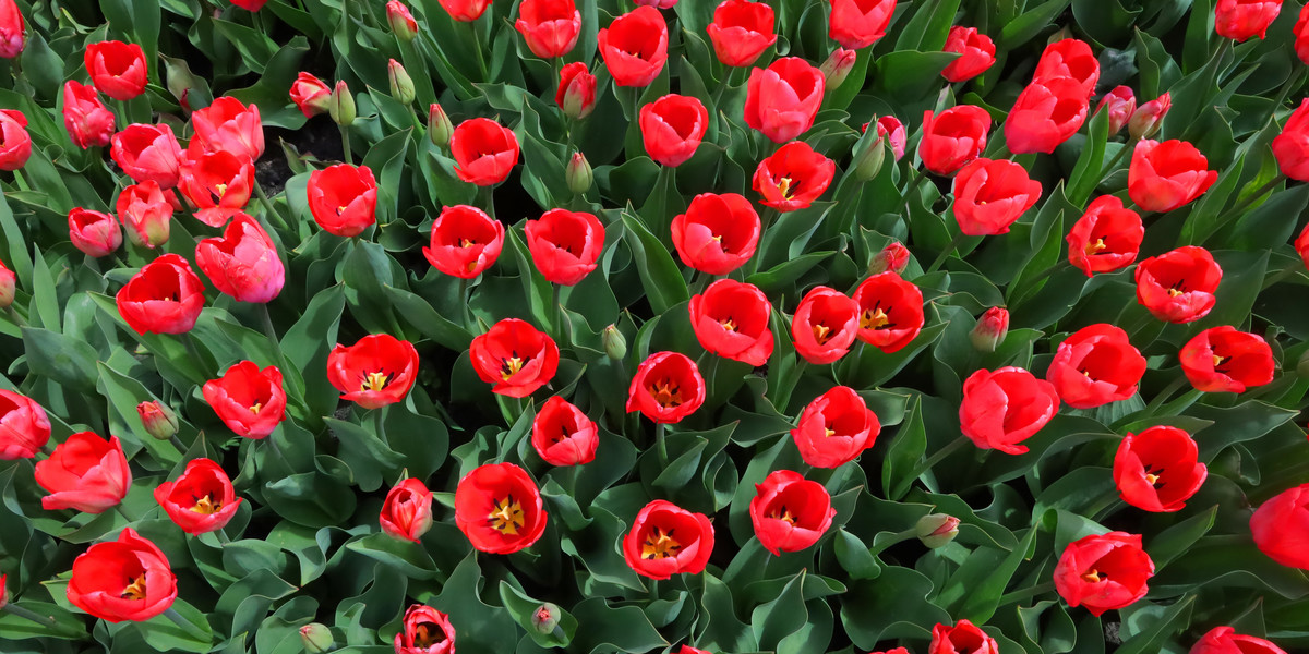 Tysiące tulipanów kwitną w Ogrodzie Botanicznym w Łodz