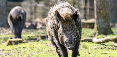 Uwaga! Będą strzelać do dzików!