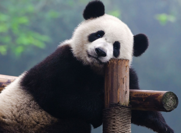 Naukowcy odkryli u pandy wielkiej substancje, które działają skuteczniej niż antybiotyki