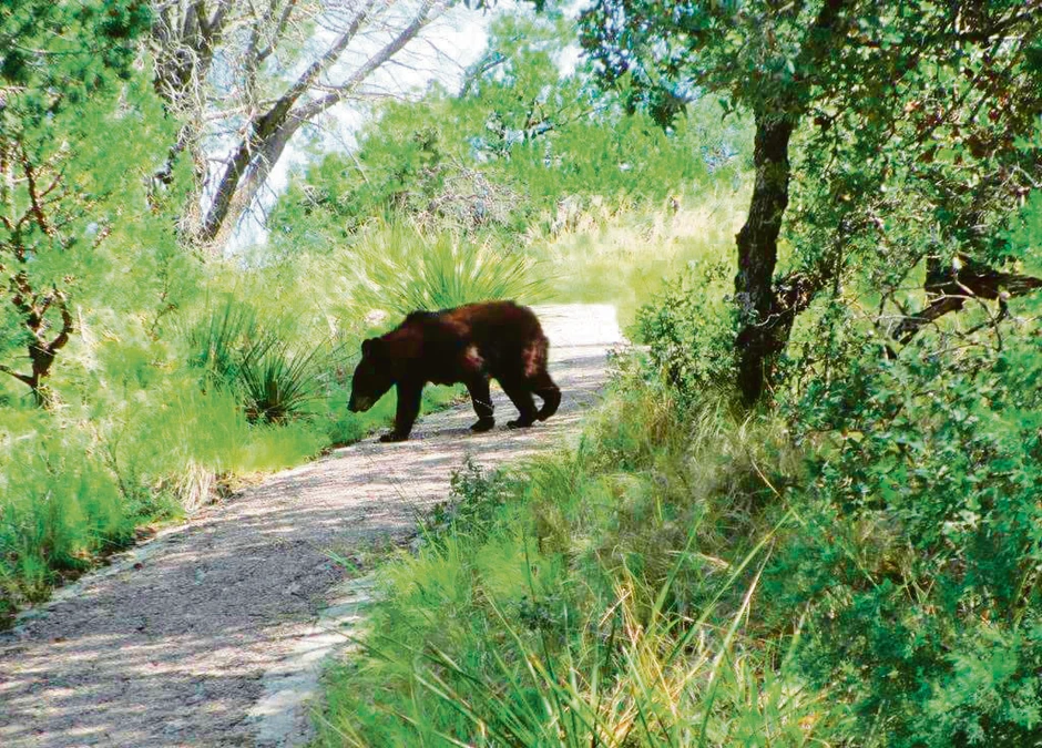 U Big bend parku crni medved je poput domaćina