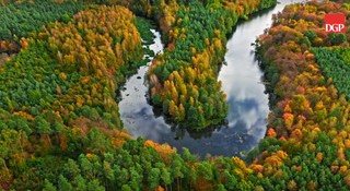 W walce ze zmianami klimatu pomogą drzewa – i drewno