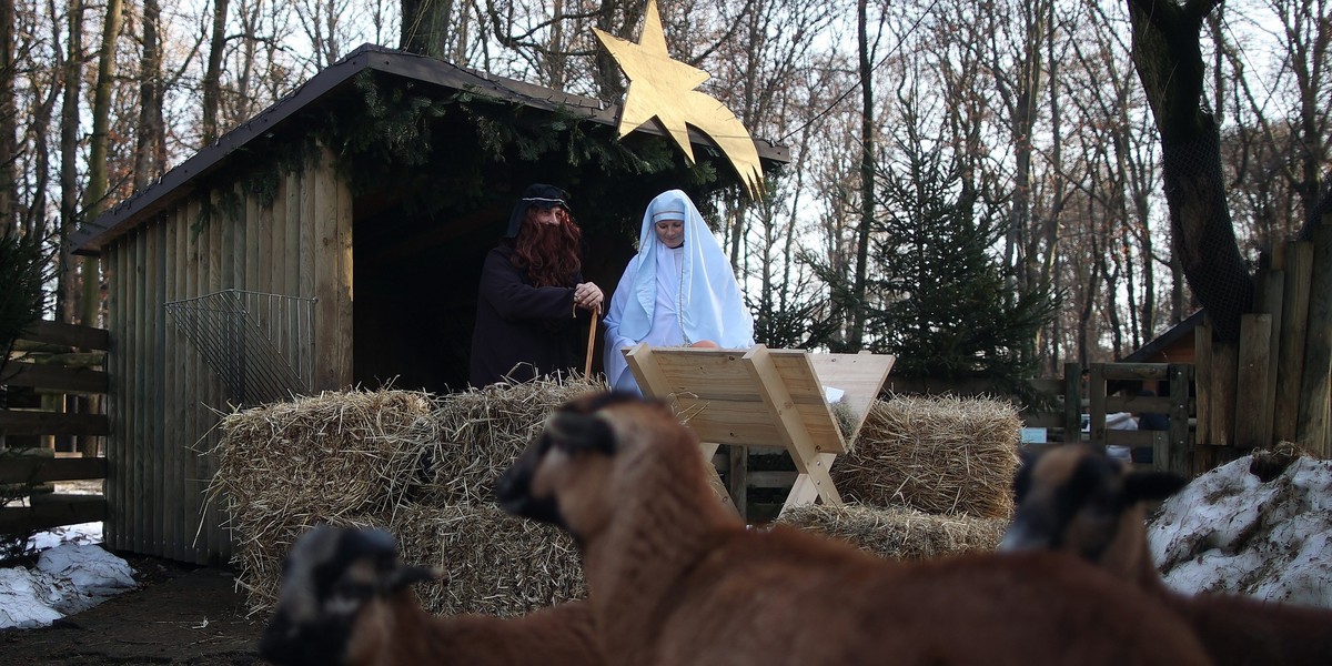 Kraków. Owce kameruńskie i osiołek w żywej szopce.