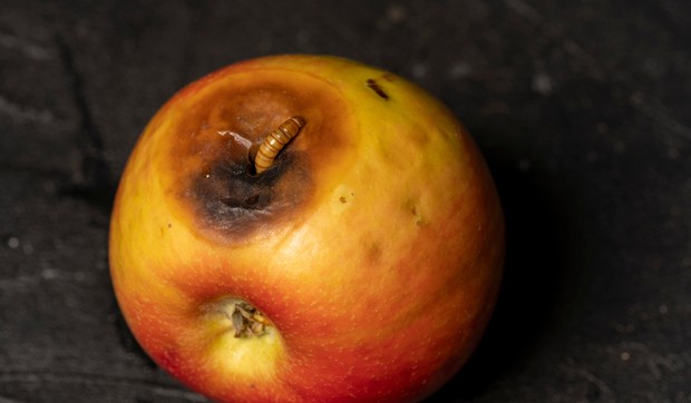 Glavnu opasnost ne predstavljaju same larve, već patogeni