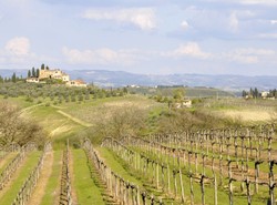 Toskania na lato. Urlop w krainie historii i winnic