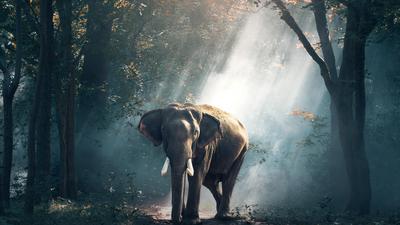 Elephants in the forest