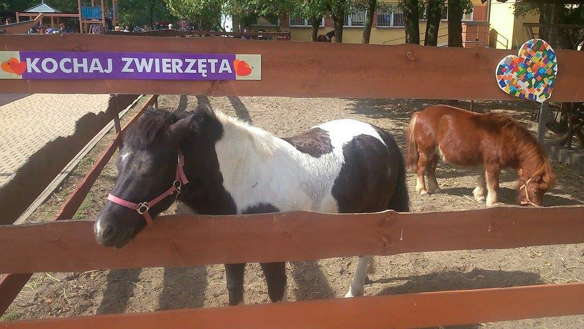 Laser jest dziesięcioletnim, spokojnym i zrównoważonym koniem. W środę został przyjęty na etat do Zespołu Szkół Specjalnych nr 4 w Sosnowcu. Będzie "prowadził" zajęcia z hipoterapii. Dołączy do pracujących już z dziećmi Parkura i dwóch kucyków. Laser, to jeden z koni uratowanych przez Klub Gaja.