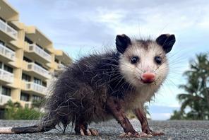 Why Did The Possum Cross The Road