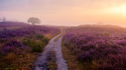 Wrzosy w donicy: w domu i na ślubie? Czy to pasuje? Są pewne przesądy, ukryte znaczenie i zabobony