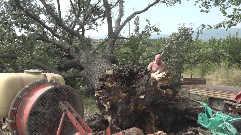 Olujno nevreme isčupalo hrast iz korena