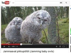 Taniec we śnie. Bujające się sowy w stanie czuwania [WIDEO]