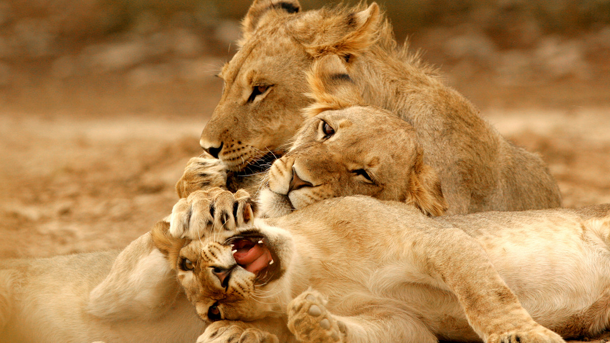 Kłusownik został staranowany, a następnie zjedzony przez lwy w Parku Narodowym Krugera w Republice Południowej Afryki. Mężczyzna najprawdopodobniej polował na nosorożce.