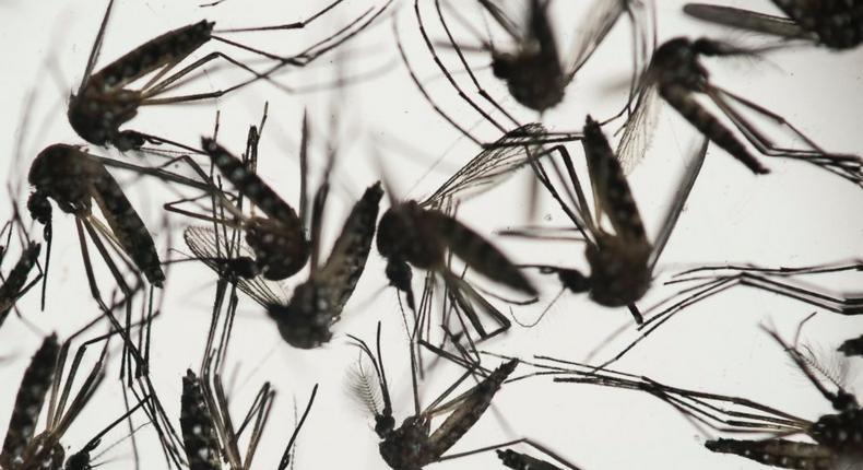 Africa, Asia vulnerable to spread of Zika virus -WHO