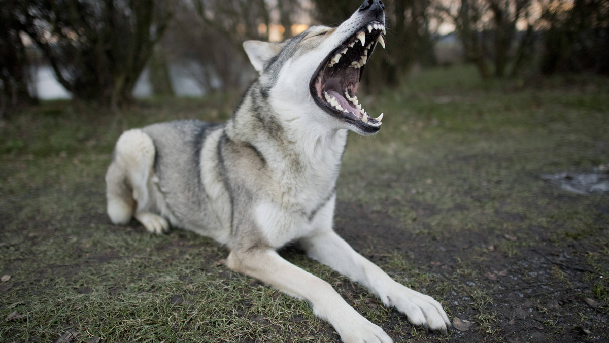 Odkrycie w górach Rumunii. "Może zagrozić populacji wilków"