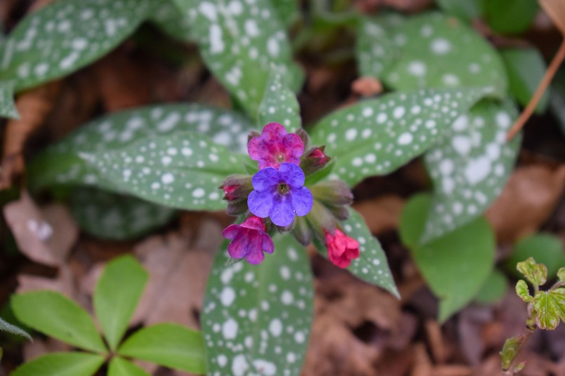 Miodunka znana jest z właściwości leczniczych dróg oddechowych
