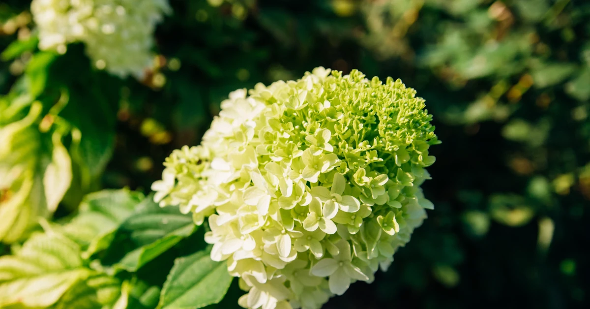 Rozpuść w wodzie i podlej tym hortensje. Kwiaty przestaną zielenieć