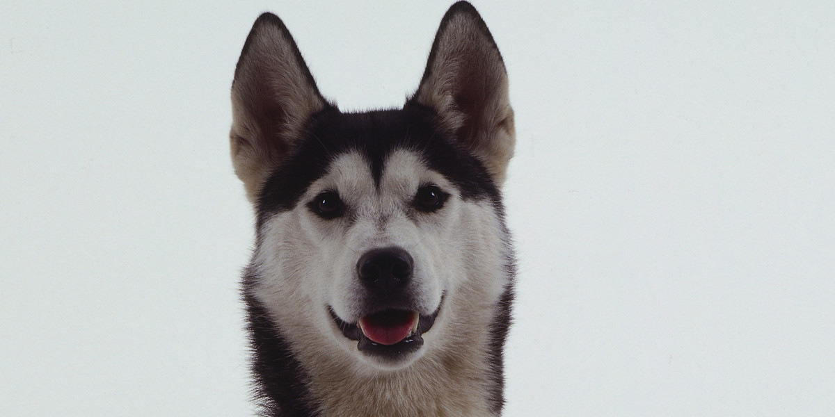 Właściciel psa rasy husky usłyszał zarzuty za znęcanie się nad zwierzęciem 