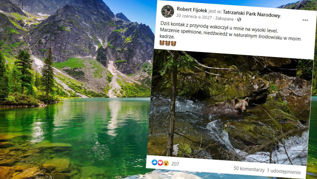 Tatry: Niedźwiadek chłodził się w bystrym strumieniu