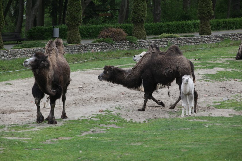 Wielbłądy w gdańskim zoo