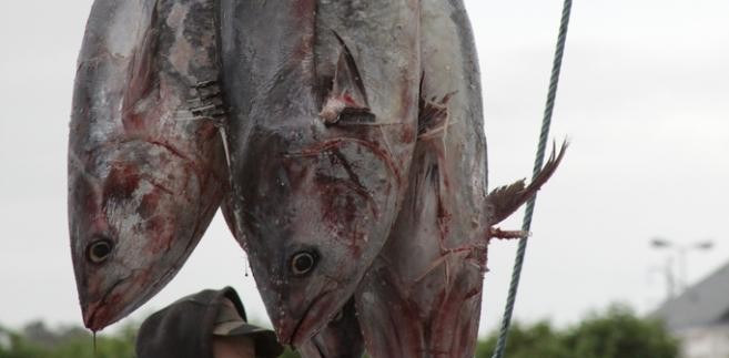 Tuńczyk błękitnopłetwy – na jednej z tegorocznych aukcji rybnych w Tokio znalazł się kupiec, który za ważącą 269 kilogramów rybę zapłacił 736 tysięcy dolarów (równowartość 2,4 miliona złotych). Oznacza to, że jeden kilogram tuńczyka kosztował tego smakosza około 9 tysięcy złotych. Pomimo, że tuńczyki błękitnopłetwe osiągają nieprzeciętne rozmiary, ich populacja kurczy się coraz bardziej, stąd zapewne taka wysoka cena.