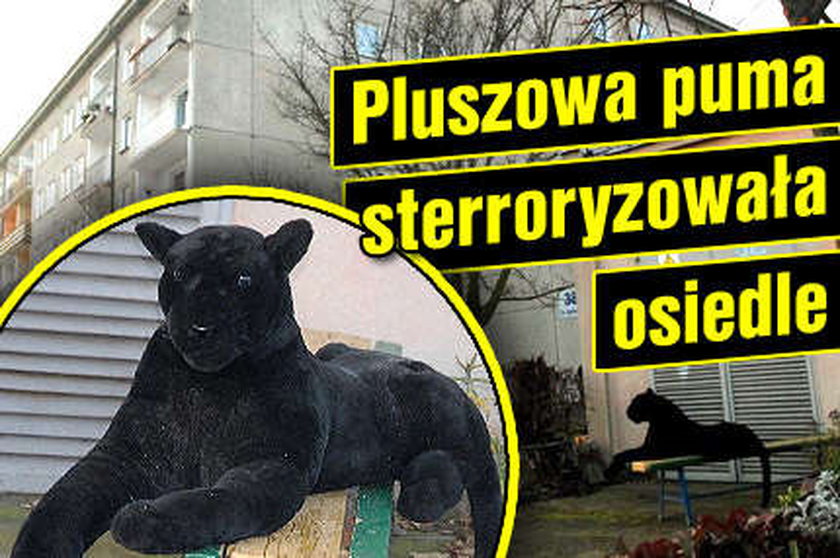 Pluszowa puma sterroryzowała osiedle