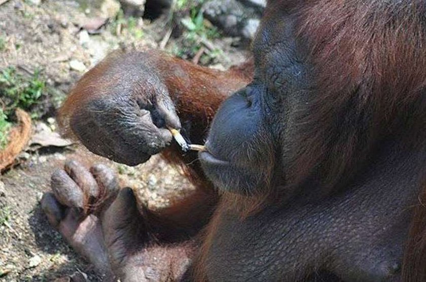 Orangutan musi rzucić palenie