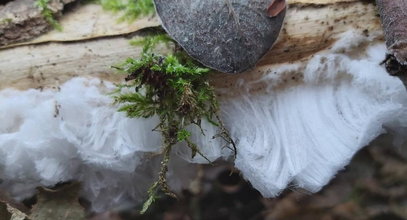 Rzadki widok w polskim lesie. Znaleźli "lodowe włosy". Czym są?