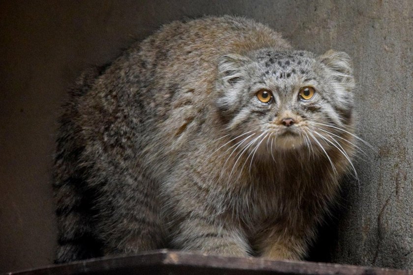 Manul ucienikier wrócił do poznańskiego zoo