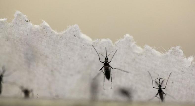 Aedes aegypti mosquitoes are seen at the Laboratory of Entomology and Ecology of the Dengue Branch of the U.S. Centers for Disease Control and Prevention in San Juan, Puerto Rico, March 6, 2016. 