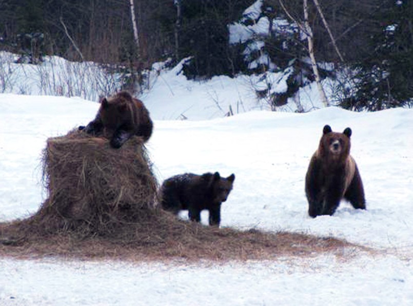 Bieszczadzkie misie podkradają jedzenie jeleniom