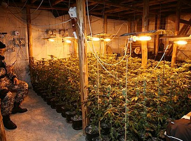 Policja zlikwidowała dwie plantacje marihuany