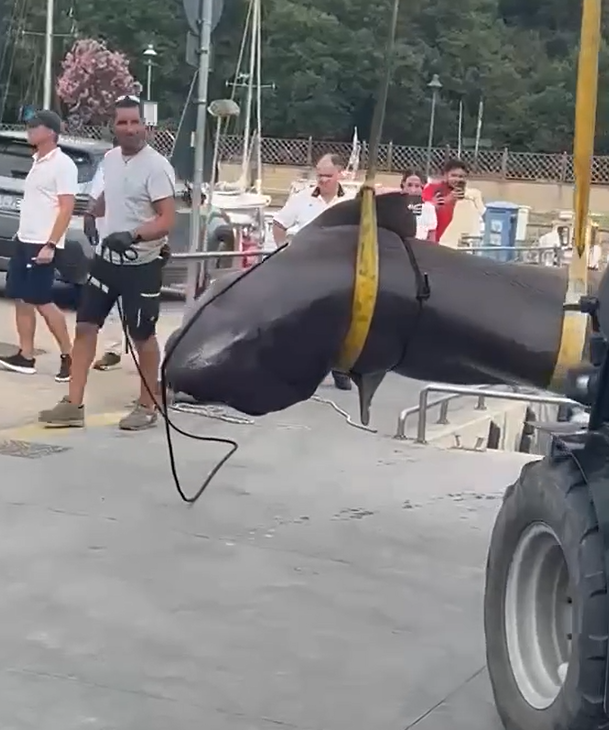 Obrovský žralok bol už po smrti.