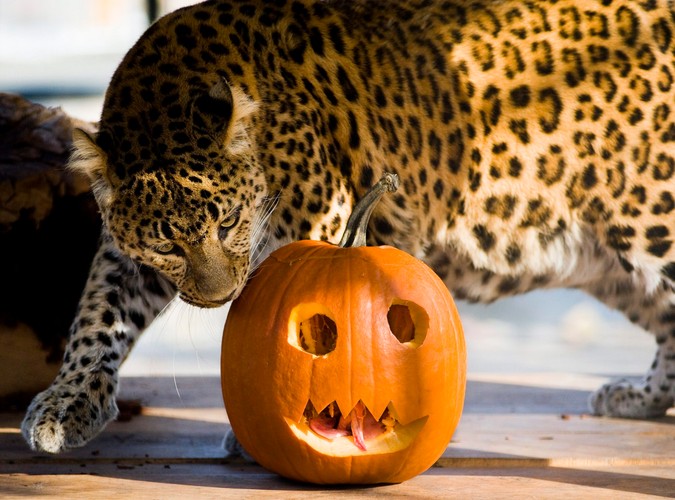 Węgry. Opiekunowie tego leoparda ukryli jego świąteczną porcję ulubionego mięsa w świątecznej dyni