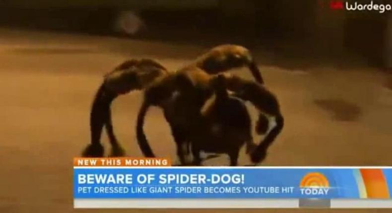 Watch Dog dressed up like a giant spider scare people on the streets 