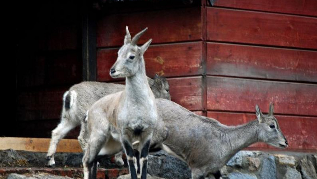 Nachury, zwane też bharalami lub owcami niebieskimi, przyjechały do Wrocławskiego Ogrodu Zoologicznego z Liberca. Jeden samiec i dwie samice, które zamieszkały we wrocławskim ZOO, są jedynymi przedstawicielami tego gatunku w Polsce.