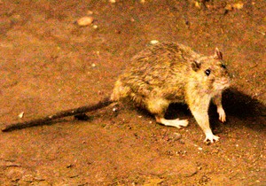 Pacov
