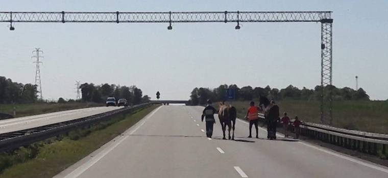 Policjanci eskortowali konie na autostradzie