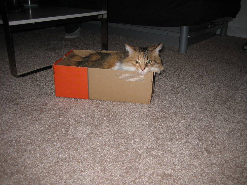 Kot w pudełku po butach